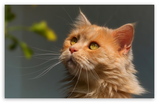 Ginger Cat in Sunlight Portrait UltraHD Wallpaper for UHD 16:9 ; HD 16:9 ; UltraWide 21:9 24:10 ; Widescreen 16:10 5:3 ; Fullscreen 4:3 5:4 3:2 ; Tablet 1:1 ; Mobile 9:16 9:19.5 9:20 9:21 9:22 10:16 2:3 3:5 3:4 ;