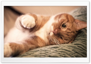 Ginger Cat Lazy Ultra HD Wallpaper for 4K UHD Widescreen desktop, tablet & smartphone