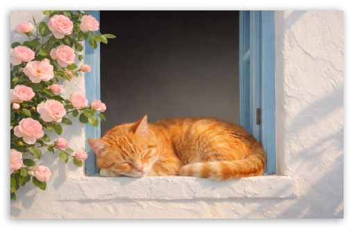 Ginger Cat Sleeping on Greek White House Window Sill UltraHD Wallpaper for UHD 16:9 ; HD 16:9 ; UltraWide 21:9 24:10 32:9 32:10 ; Widescreen 16:10 ; Tablet 1:1 ; Mobile 9:16 9:19.5 9:20 9:21 9:22 ; Dual 16:10 16:9 ;