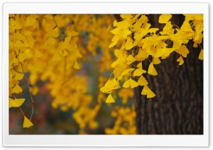 Ginkgo Ultra HD Wallpaper for 4K UHD Widescreen desktop, tablet & smartphone