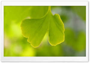 Ginkgo Leaf Ultra HD Wallpaper for 4K UHD Widescreen desktop, tablet & smartphone