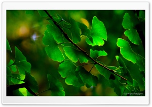 Ginkgo Leaves Ultra HD Wallpaper for 4K UHD Widescreen desktop, tablet & smartphone