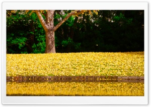 Ginkgo Reflection Ultra HD Wallpaper for 4K UHD Widescreen desktop, tablet & smartphone