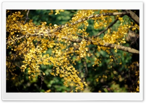 Ginkgo Tree Yellow Leaves Ultra HD Wallpaper for 4K UHD Widescreen desktop, tablet & smartphone