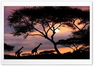 Girafas Na Savana Ultra HD Wallpaper for 4K UHD Widescreen desktop, tablet & smartphone