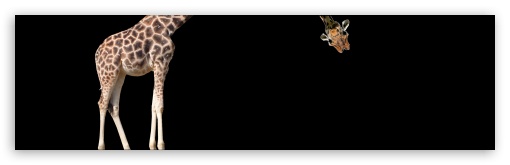 Giraffe UltraHD Wallpaper for Dual 16:9 2160p 1440p 1080p 900p 720p ;