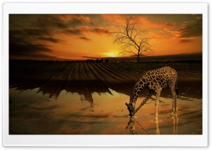 Giraffe Drinking Water Ultra HD Wallpaper for 4K UHD Widescreen desktop, tablet & smartphone