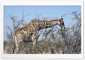 Giraffe Eating From A Tree Ultra HD Wallpaper for 4K UHD Widescreen desktop, tablet & smartphone