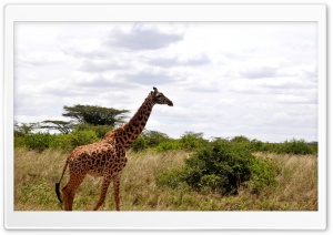 Giraffe in Nairobi National Park Ultra HD Wallpaper for 4K UHD Widescreen desktop, tablet & smartphone