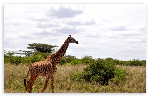 Giraffe in Nairobi National Park UltraHD Wallpaper for Wide 16:10 5:3 Widescreen WHXGA WQXGA WUXGA WXGA WGA ; 8K UHD TV 16:9 Ultra High Definition 2160p 1440p 1080p 900p 720p ; UHD 16:9 2160p 1440p 1080p 900p 720p ; Smartphone 5:3 WGA ; iPad 1/2/Mini ; Mobile 4:3 5:3 3:2 16:9 - UXGA XGA SVGA WGA DVGA HVGA HQVGA ( Apple PowerBook G4 iPhone 4 3G 3GS iPod Touch ) 2160p 1440p 1080p 900p 720p ;