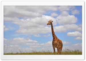 Giraffe in Nairobi Park Ultra HD Wallpaper for 4K UHD Widescreen desktop, tablet & smartphone