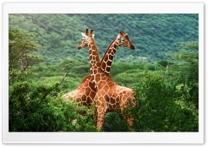 Giraffes, Africa Ultra HD Wallpaper for 4K UHD Widescreen desktop, tablet & smartphone