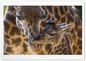 Giraffes Animals Ultra HD Wallpaper for 4K UHD Widescreen desktop, tablet & smartphone