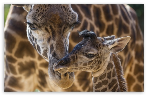 Giraffes Animals UltraHD Wallpaper for HD 16:9 ; Widescreen 16:10 5:3 ; Fullscreen 4:3 5:4 3:2 ;