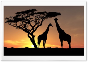 Giraffes In The Sunset Ultra HD Wallpaper for 4K UHD Widescreen desktop, tablet & smartphone
