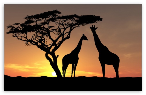 giraffes in sunset