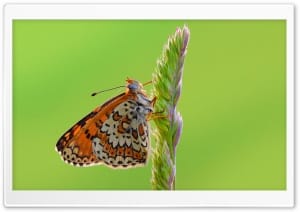 Glanville Fritillary Butterfly on a Grass Seed Head Macro 4K UHD Wallpaper for Widescreen and UltraWide Desktop, UltraHD TV, Smartphone, Tablet