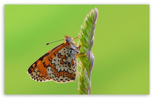 Glanville Fritillary Butterfly on a Grass Seed Head Macro UltraHD Wallpaper for UHD 16:9 ; HD 16:9 ; UltraWide 21:9 24:10 ; Widescreen 16:10 ; Fullscreen 3:2 ; Tablet 1:1 ;
