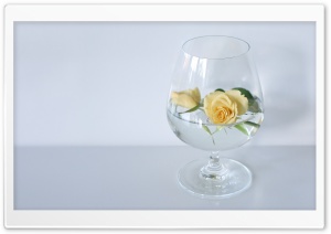 Glass Of Roses Ultra HD Wallpaper for 4K UHD Widescreen desktop, tablet & smartphone