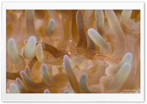 Glass Shrimp Ultra HD Wallpaper for 4K UHD Widescreen desktop, tablet & smartphone