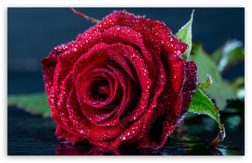 Glistening Water Drops on a Red Rose UltraHD Wallpaper for UHD 16:9 ; HD 16:9 ; UltraWide 21:9 24:10 32:9 32:10 ; Widescreen 16:10 5:3 ; Fullscreen 4:3 5:4 3:2 ; Tablet 1:1 ; Mobile 9:16 9:19.5 9:20 9:21 9:22 10:16 2:3 3:5 3:4 ; Dual 16:10 5:3 16:9 4:3 5:4 3:2 ;