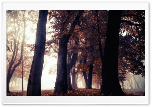 Gloomy, Foggy, Forest, Autumn Ultra HD Wallpaper for 4K UHD Widescreen desktop, tablet & smartphone