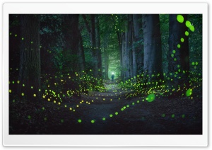 Glowing Fireflies, Forest, Path, Trees 4K UHD Wallpaper for Widescreen and UltraWide Desktop, UltraHD TV, Smartphone, Tablet