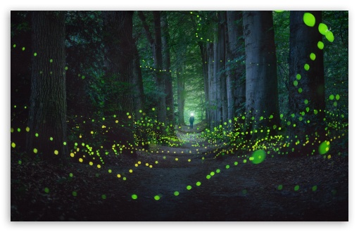 Glowing Fireflies, Forest, Path, Trees UltraHD Wallpaper for UHD 16:9 ; HD 16:9 ; UltraWide 21:9 24:10 32:9 32:10 ; Widescreen 16:10 5:3 ; Fullscreen 4:3 5:4 3:2 ; Tablet 1:1 ; Mobile 9:16 9:19.5 9:20 10:16 2:3 3:5 3:4 ; Dual 16:10 5:3 16:9 4:3 5:4 3:2 ;