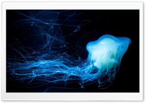 Glowing Jellyfish Ultra HD Wallpaper for 4K UHD Widescreen desktop, tablet & smartphone