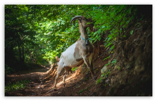 Goat Wallpaper Pictures  Download Free Images on Unsplash