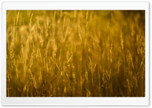 Gold Grass Ultra HD Wallpaper for 4K UHD Widescreen desktop, tablet & smartphone