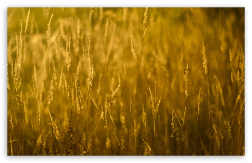 Gold Grass UltraHD Wallpaper for UHD 16:9 2160p 1440p 1080p 900p 720p ; 8K UHD TV 16:9 Ultra High Definition 2160p 1440p 1080p 900p 720p ; UltraWide 32:9 32:10 ; Widescreen 16:10 5:3 WHXGA WQXGA WUXGA WXGA WGA ; Fullscreen 4:3 5:4 3:2 UXGA XGA SVGA QSXGA SXGA DVGA HVGA HQVGA ( Apple PowerBook G4 iPhone 4 3G 3GS iPod Touch ) ; Tablet 1:1 ; Mobile 3:5 3:4 - ; Dual 16:10 5:3 16:9 4:3 5:4 WHXGA WQXGA WUXGA WXGA WGA 2160p 1440p 1080p 900p 720p UXGA XGA SVGA QSXGA SXGA ;