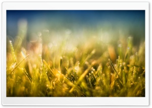 Gold Grass and Blue Sky Ultra HD Wallpaper for 4K UHD Widescreen desktop, tablet & smartphone