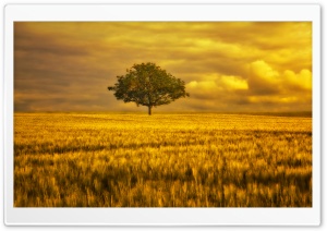 Gold Landscape Ultra HD Wallpaper for 4K UHD Widescreen desktop, tablet & smartphone