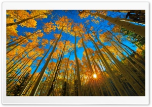 Golden Aspen Ultra HD Wallpaper for 4K UHD Widescreen desktop, tablet & smartphone