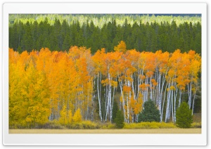 Golden Aspens, Grand Teton National Park, Wyoming Ultra HD Wallpaper for 4K UHD Widescreen desktop, tablet & smartphone