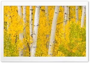 Golden Aspens, Rocky Mountains, Colorado Ultra HD Wallpaper for 4K UHD Widescreen desktop, tablet & smartphone