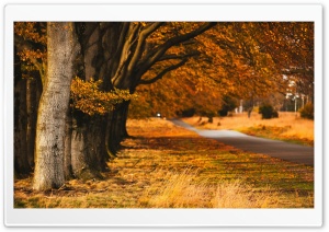 Golden Autumn Scene, Nature, Road Ultra HD Wallpaper for 4K UHD Widescreen desktop, tablet & smartphone