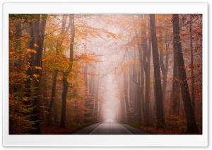 Golden Autumn Scene, Road Ultra HD Wallpaper for 4K UHD Widescreen desktop, tablet & smartphone