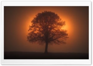 Golden Backlit Tree Silhouette 4K UHD Wallpaper for Widescreen and UltraWide Desktop, UltraHD TV, Smartphone, Tablet
