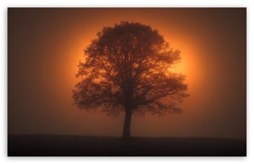 Golden Backlit Tree Silhouette UltraHD Wallpaper for UHD 16:9 ; HD 16:9 ; UltraWide 21:9 24:10 ; Widescreen 16:10 ; Tablet 1:1 ;