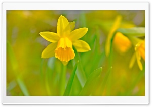 Golden Daffodils Ultra HD Wallpaper for 4K UHD Widescreen desktop, tablet & smartphone