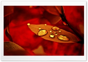 Golden Drops Ultra HD Wallpaper for 4K UHD Widescreen desktop, tablet & smartphone