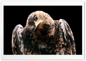 Golden Eagle Ultra HD Wallpaper for 4K UHD Widescreen desktop, tablet & smartphone