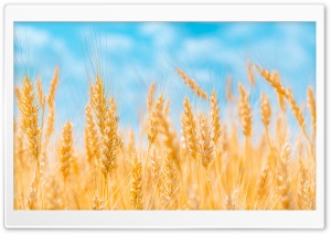 Golden Ears of Wheat, Blue Sky Ultra HD Wallpaper for 4K UHD Widescreen desktop, tablet & smartphone