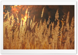Golden Field Ultra HD Wallpaper for 4K UHD Widescreen desktop, tablet & smartphone