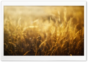 Golden Field Ultra HD Wallpaper for 4K UHD Widescreen desktop, tablet & smartphone