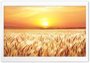 Golden Field Crops Ultra HD Wallpaper for 4K UHD Widescreen desktop, tablet & smartphone