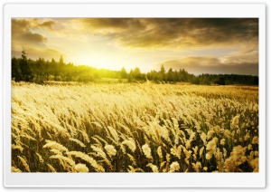 Golden Field, Sunset Ultra HD Wallpaper for 4K UHD Widescreen desktop, tablet & smartphone