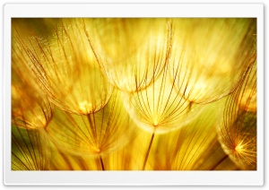 Golden Fluff Ultra HD Wallpaper for 4K UHD Widescreen desktop, tablet & smartphone